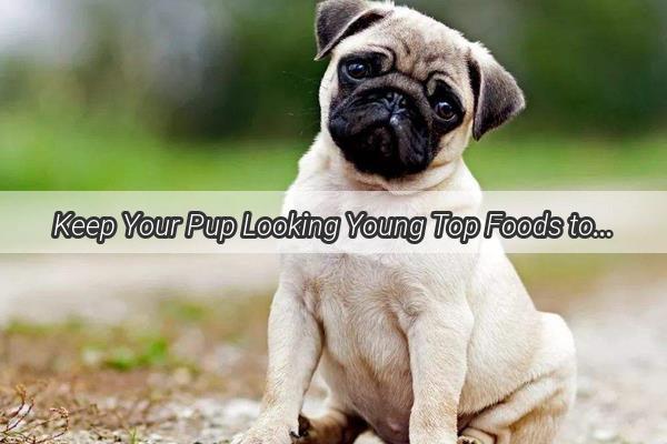 Keep Your Pup Looking Young Top Foods to Slow Dogs Greying